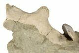 Fossil Shark Tooth and Porpoise Atlas Vertebra In Rock- California #189080-3